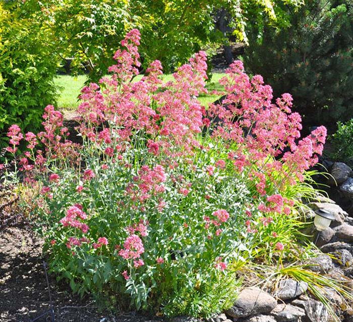 Plant photo of: Centranthus ruber