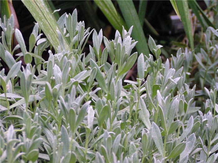 Plant photo of: Cerastium tomentosum