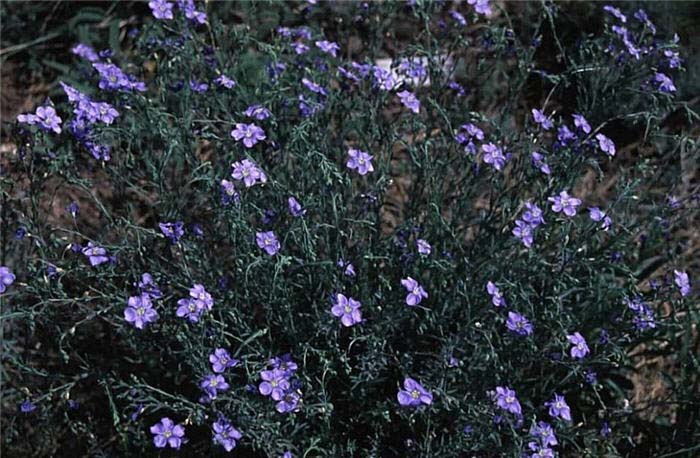 Plant photo of: Linum perenne ssp. lewisii