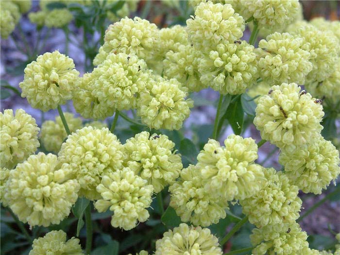 Plant photo of: Eriogonum umbellatum polyanthum