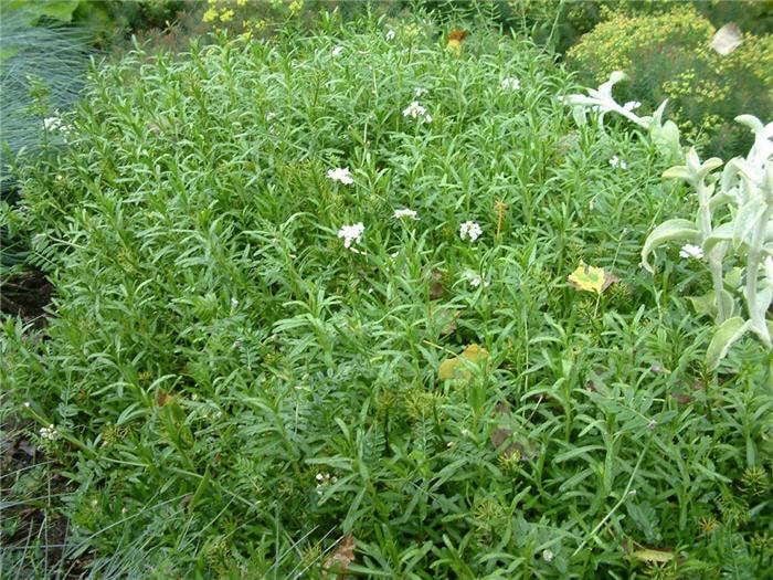 Plant photo of: Iberis sempervirens