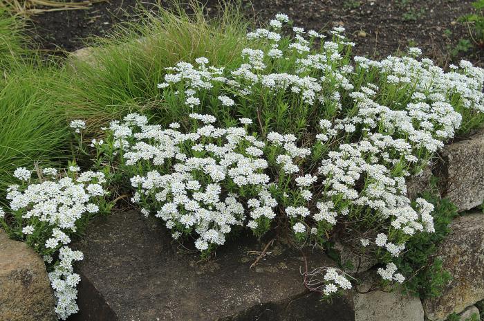 Plant photo of: Iberis sempervirens