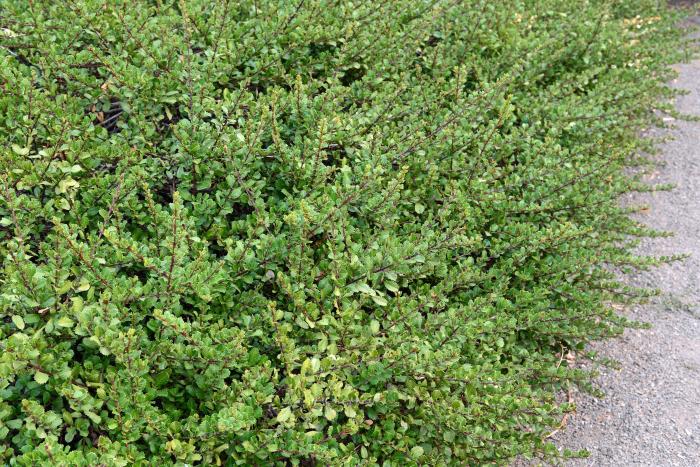 Plant photo of: Ceanothus gloriosus