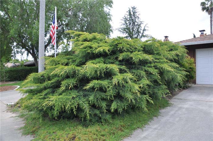 Plant photo of: Juniperus X pfitzeriana aurea