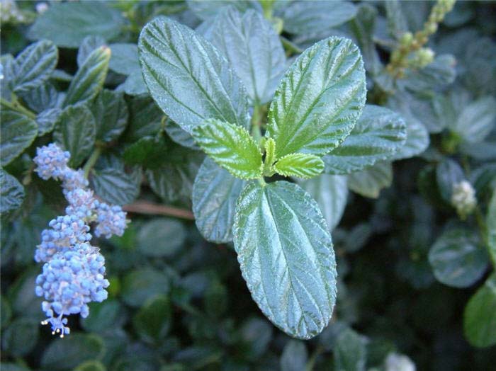 Plant photo of: Ceanothus griseus horizontalis