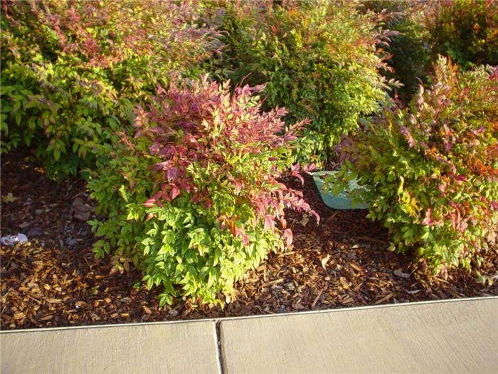 Plant photo of: Nandina domestica 'Harbour Dwarf'