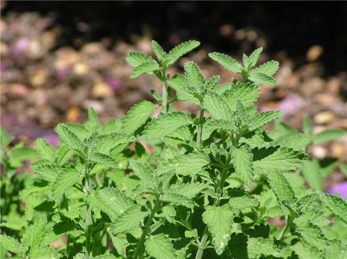 Plant photo of: Nepeta X faassenii