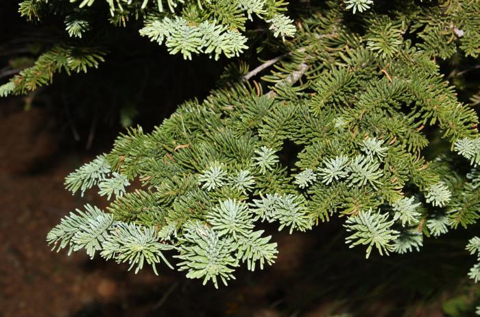 Plant photo of: Abies procera