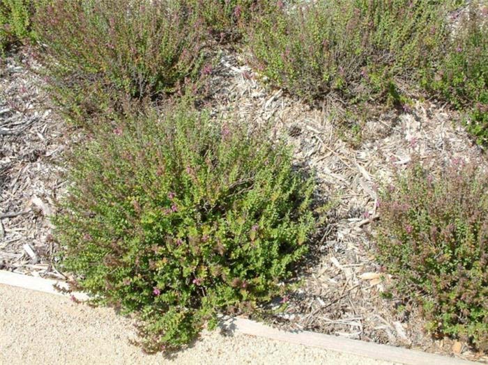 Plant photo of: Teucrium cossonii majoricum