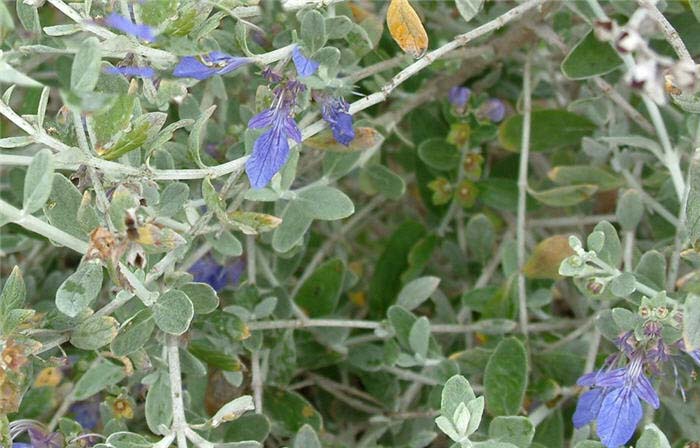 Plant photo of: Teucrium fruticans 'Azureum'