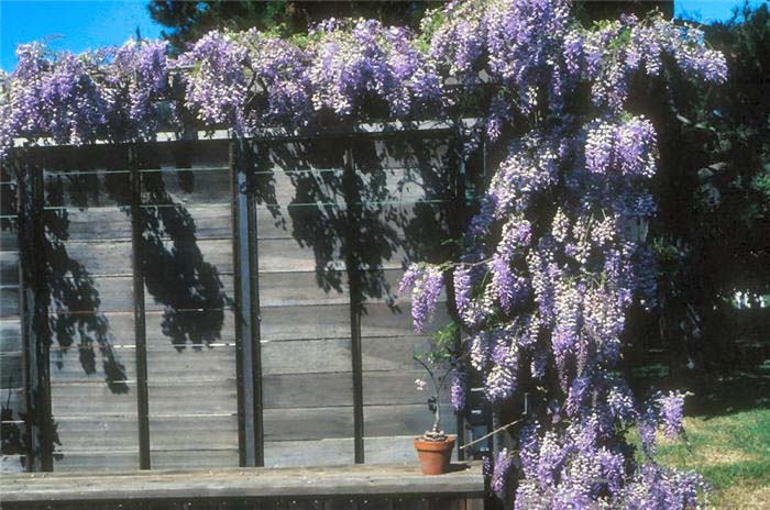 Plant photo of: Wisteria sinensis 'Cooke's Purple'