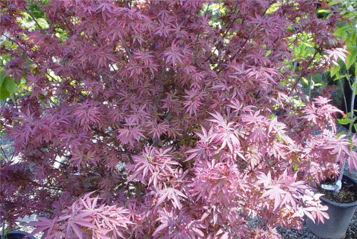 Plant photo of: Acer palmatum 'Shaina'