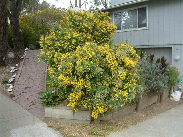 Plant photo of: Cytisus X praecox 'Allgold'