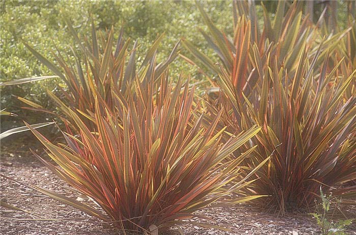 Plant photo of: Phormium 'Rainbow Warrior'