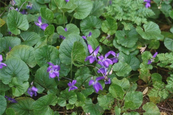 Plant photo of: Viola odorata