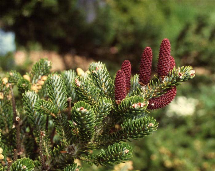 Plant photo of: Abies pinsapo