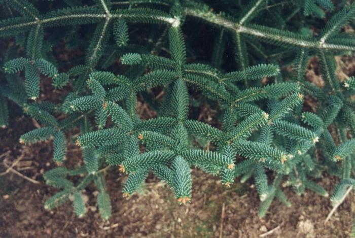 Plant photo of: Abies pinsapo