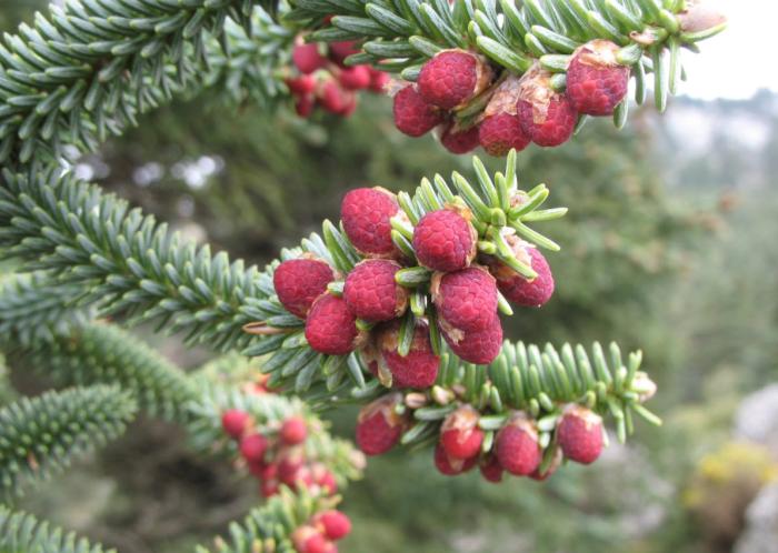 Plant photo of: Abies pinsapo