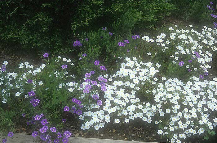 Plant photo of: Nierembergia caerulea 'Alba'