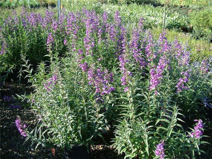 Plant photo of: Penstemon 'Midnight'