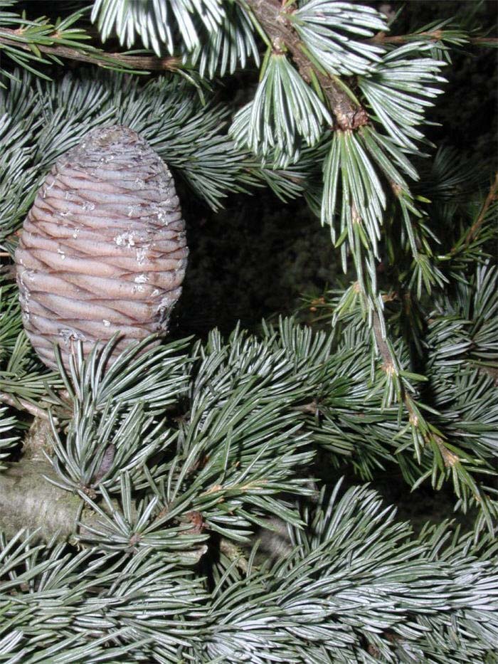 Plant photo of: Cedrus atlantica 'Glauca Pendula'