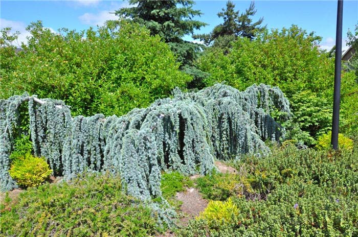 Plant photo of: Cedrus atlantica 'Glauca Pendula'