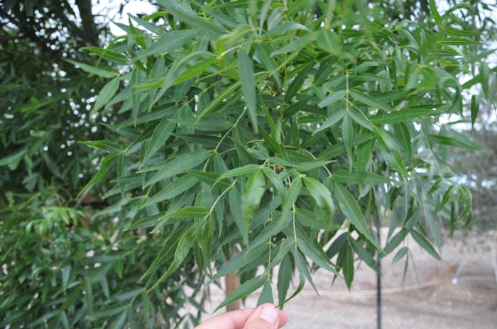 Plant photo of: Fraxinus angustifolia 'Raywood'