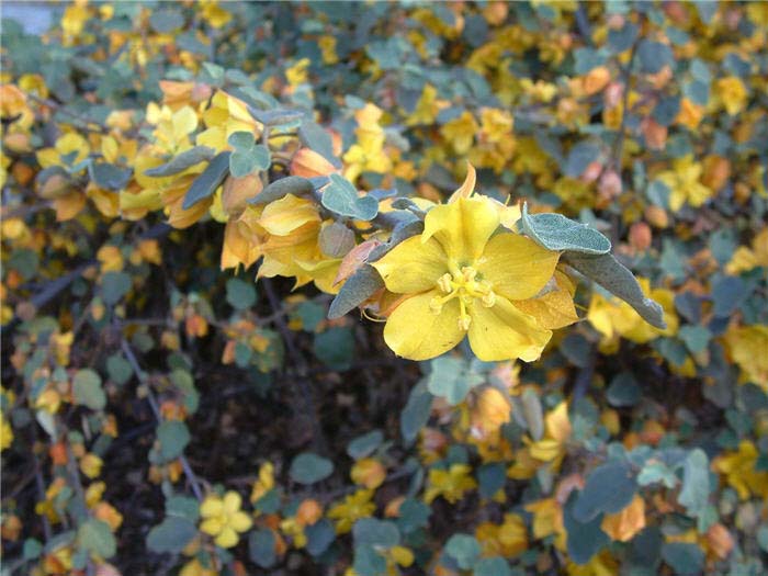 Plant photo of: Fremontodendron 'Ken Taylor'