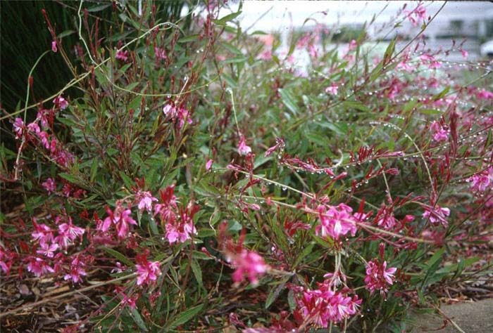 Plant photo of: Gaura lindheimeri 'Siskiyou Pink'