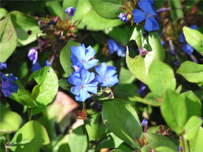 Plant photo of: Ceratostigma plumbaginoides