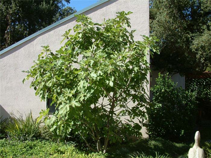 Plant photo of: Ficus carica 'Mission'