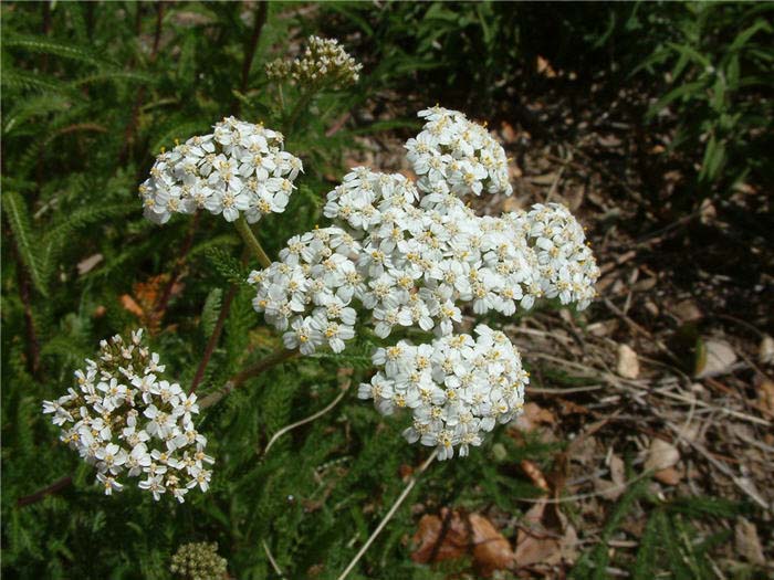 Plant photo of: Achillea millefolium