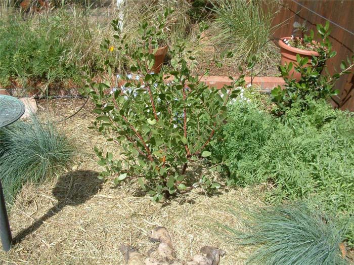 Plant photo of: Arctostaphylos densiflora 'Sentinel'