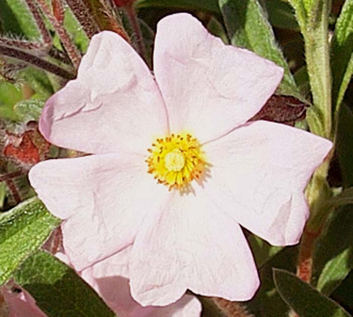 Plant photo of: Cistus X skanbergii