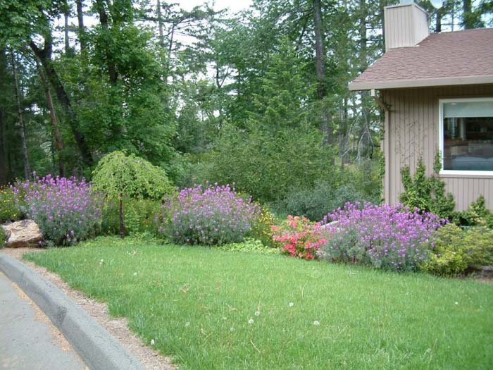 Plant photo of: Erysimum 'Bowles Mauve'