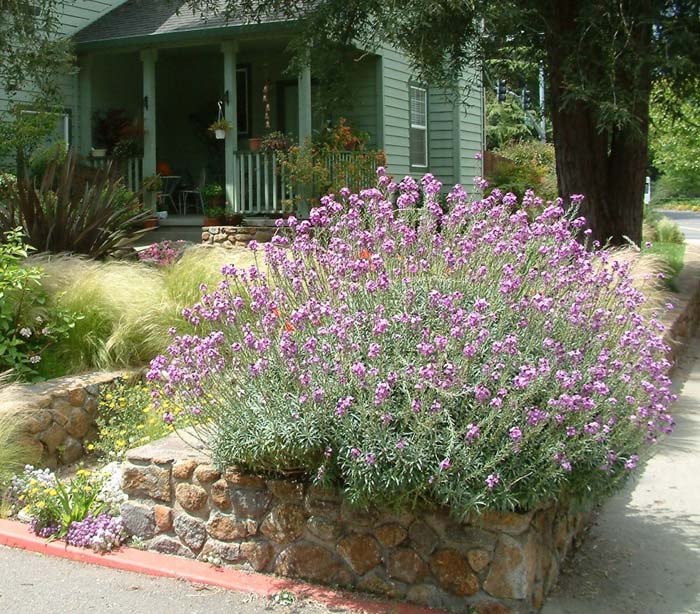 Plant photo of: Erysimum 'Bowles Mauve'