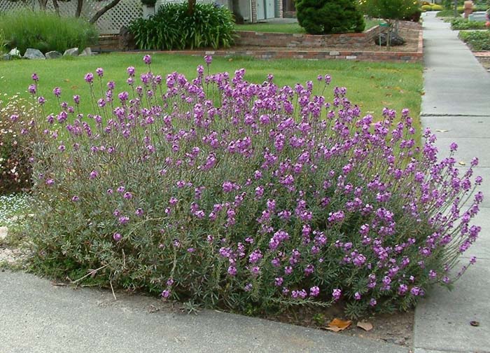 Plant photo of: Erysimum 'Bowles Mauve'