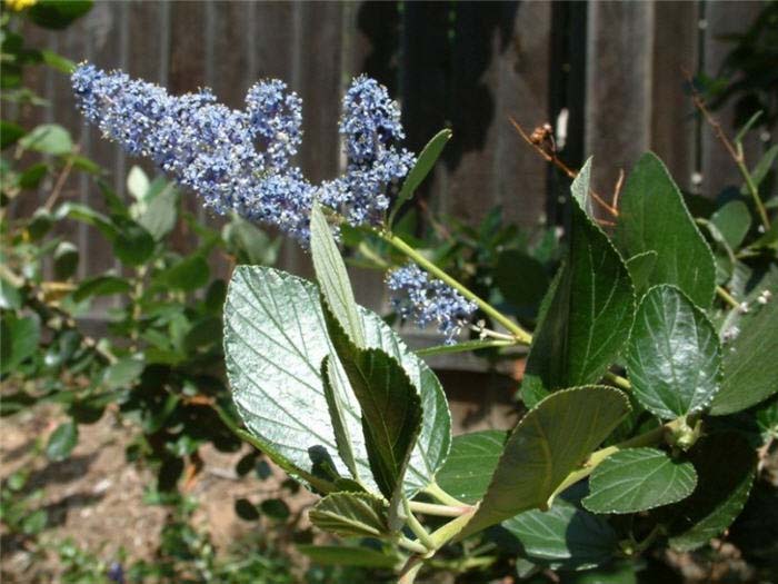 Plant photo of: Ceanothus arboreus