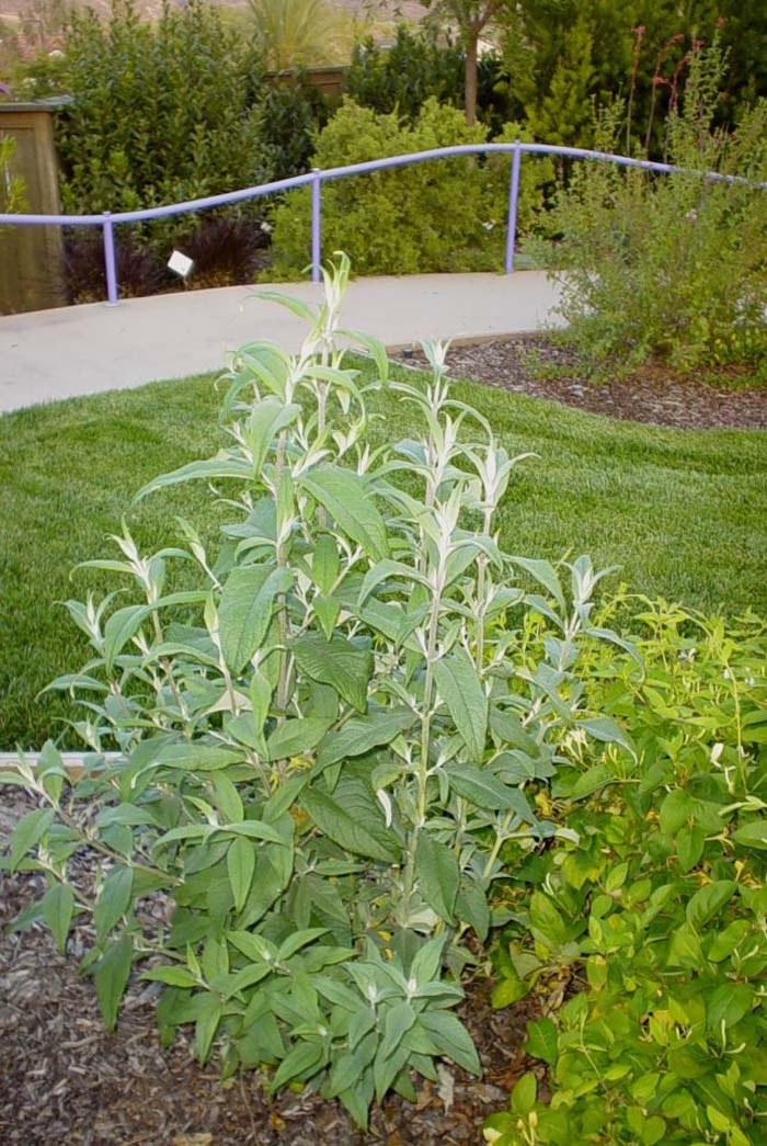 Plant photo of: Buddleja  davidii