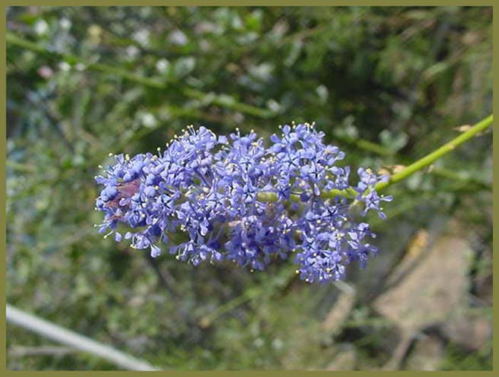 Plant photo of: Ceanothus griseus 'Louis Edmunds'