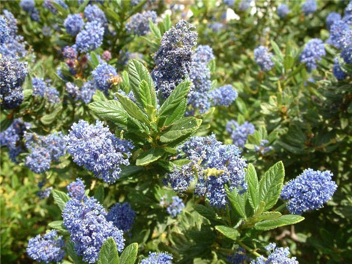 Plant photo of: Ceanothus 'Concha'