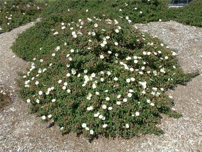 Plant photo of: Cistus salviifolius