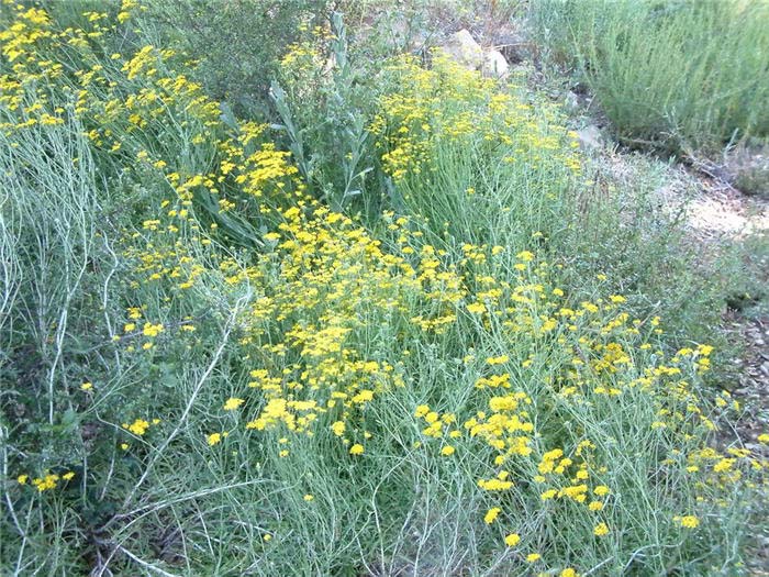 Plant photo of: Eriophyllum confertiflorum