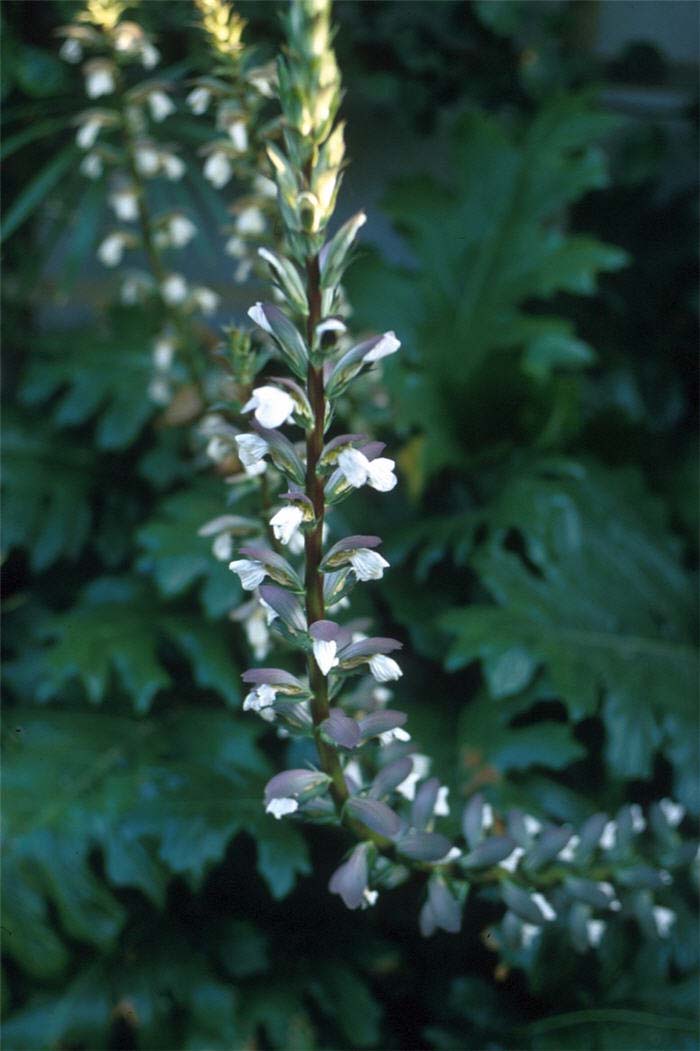 Plant photo of: Acanthus mollis