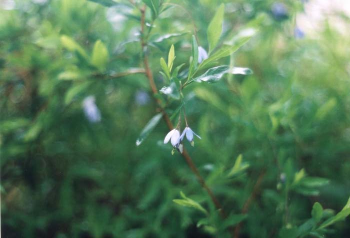 Plant photo of: Sollya heterophylla