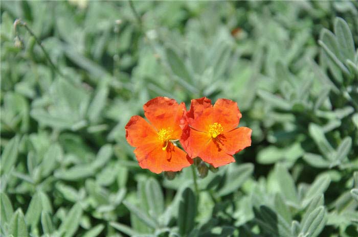 Plant photo of: Helianthemum nummularium