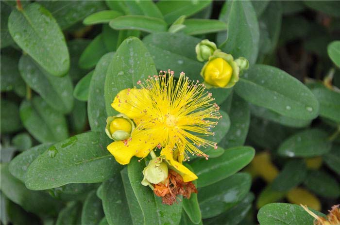 Plant photo of: Hypericum calycinum