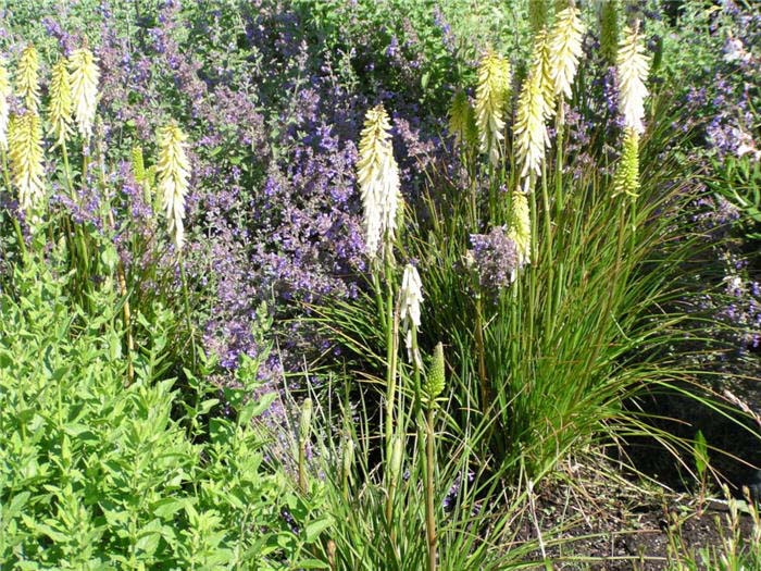 Plant photo of: Kniphofia 'Little Maid'