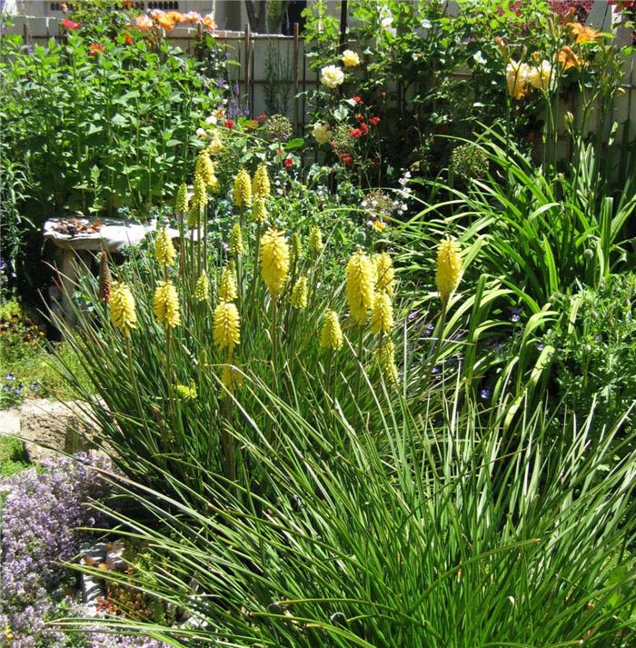 Plant photo of: Kniphofia 'Little Maid'