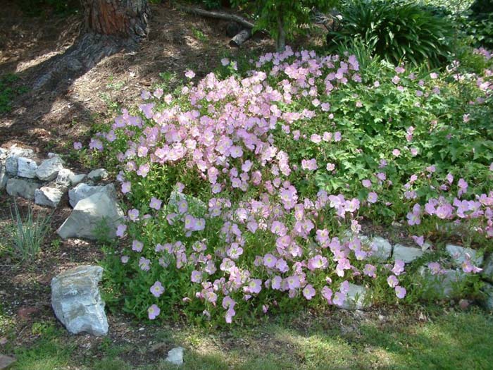 Plant photo of: Oenothera berlandieri